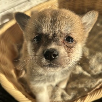 ミックス(柴犬×コーギー)【静岡県・女の子・2024年11月13日・茶】の写真「優しい顔立ちの女の子！」