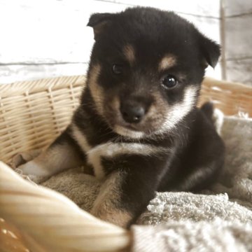 柴犬(豆柴)【静岡県・女の子・2025年9月14日・黒】の写真「優しい顔立ちの女の子！」