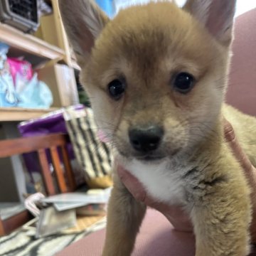 ミックス(柴犬×コーギー)【静岡県・男の子・2024年11月13日・茶】の写真「可愛い男の子！」