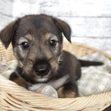 ミックス(ミニチュアシュナウザー×柴犬)【静岡県・男の子・2025年8月7日・こげ茶】の写真「癒されたい人、写真の2枚目を観てッ！」