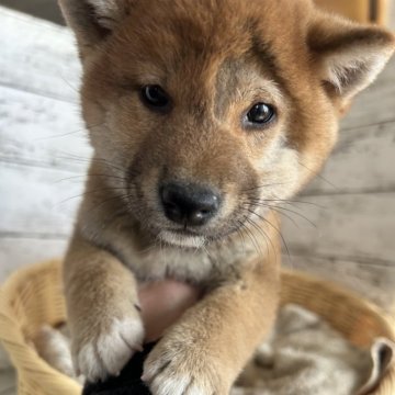 柴犬(標準サイズ)【静岡県・男の子・2024年12月10日・赤】の写真「可愛い男の子！」