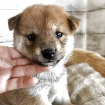 柴犬(標準サイズ)【静岡県・男の子・2025年7月30日・赤】の写真「可愛らしい男の子！」