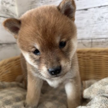 柴犬(豆柴)【静岡県・女の子・2024年10月13日・赤】の写真「可愛い女の子！」