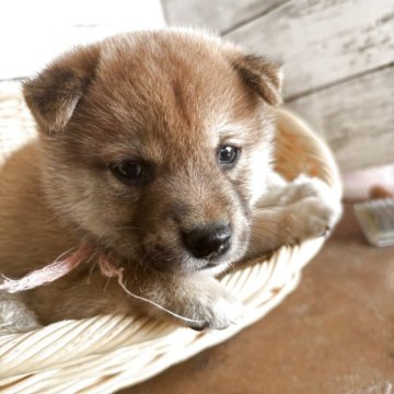柴犬(標準サイズ)【静岡県・男の子・2025年8月1日・赤】の写真「なかなかのイケメン君ッ！」