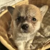 ミックス(柴犬×コーギー)【静岡県・女の子・2024年11月13日・茶】の写真1