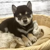 柴犬(標準サイズ)