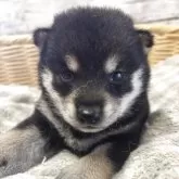 柴犬(標準サイズ)