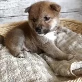 柴犬(標準サイズ)