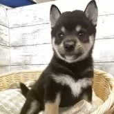 柴犬(標準サイズ)