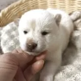 豆柴
