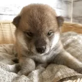 柴犬(標準サイズ)