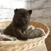 ミックス(柴犬×甲斐犬)【静岡県・女の子・2025年9月25日・コゲ茶】の写真1