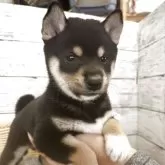 柴犬(標準サイズ)