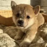 ミックス(柴犬×コーギー)【静岡県・男の子・2024年11月13日・ブラウン】の写真1