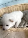 豆柴【静岡県・女の子・2025年2月22日・白】の写真2
