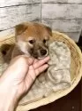 柴犬(標準サイズ)【静岡県・男の子・2025年8月1日・赤】の写真2