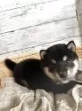 柴犬(標準サイズ)【静岡県・男の子・2025年4月10日・黒】の写真3