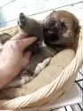 柴犬(標準サイズ)【静岡県・女の子・2025年4月10日・赤】の写真5