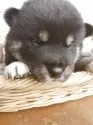 柴犬(標準サイズ)【静岡県・男の子・2025年9月14日・黒】の写真6
