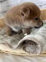 豆柴【静岡県・男の子・2024年10月13日・赤】の写真6