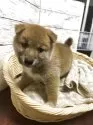 柴犬(標準サイズ)【静岡県・男の子・2025年8月1日・赤】の写真6