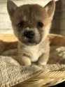 ミックス(柴犬×コーギー)【静岡県・男の子・2024年11月13日・ブラウン】の写真7