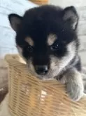 柴犬(標準サイズ)【静岡県・女の子・2025年4月10日・黒】の写真7