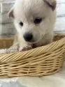柴犬(標準サイズ)【静岡県・男の子・2024年10月14日・白】の写真7