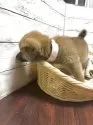 柴犬(標準サイズ)【静岡県・男の子・2025年8月1日・赤】の写真7