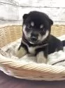 柴犬(標準サイズ)【静岡県・女の子・2025年8月14日・黒】の写真7