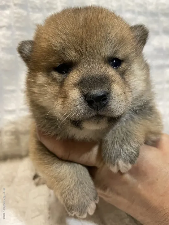 ID：2201-01336の子犬