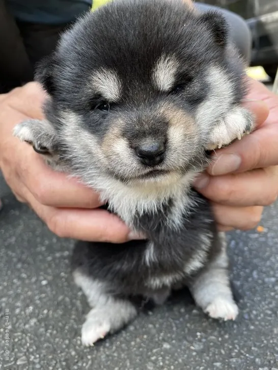 ID:2110-00837の子犬