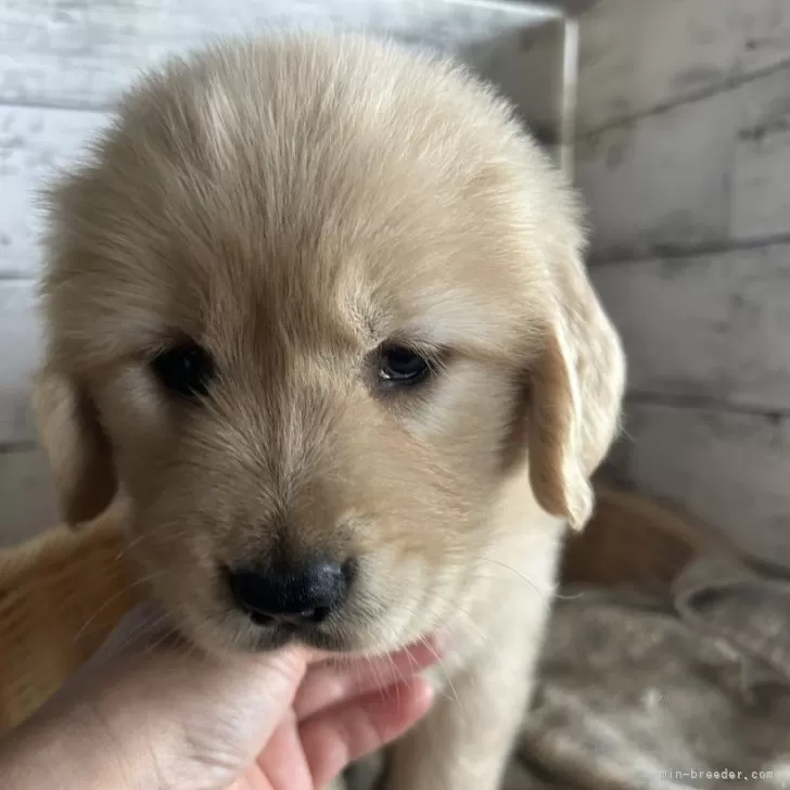 ID:2406-00080の子犬
