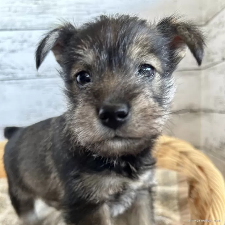 ID：2403-04254の子犬
