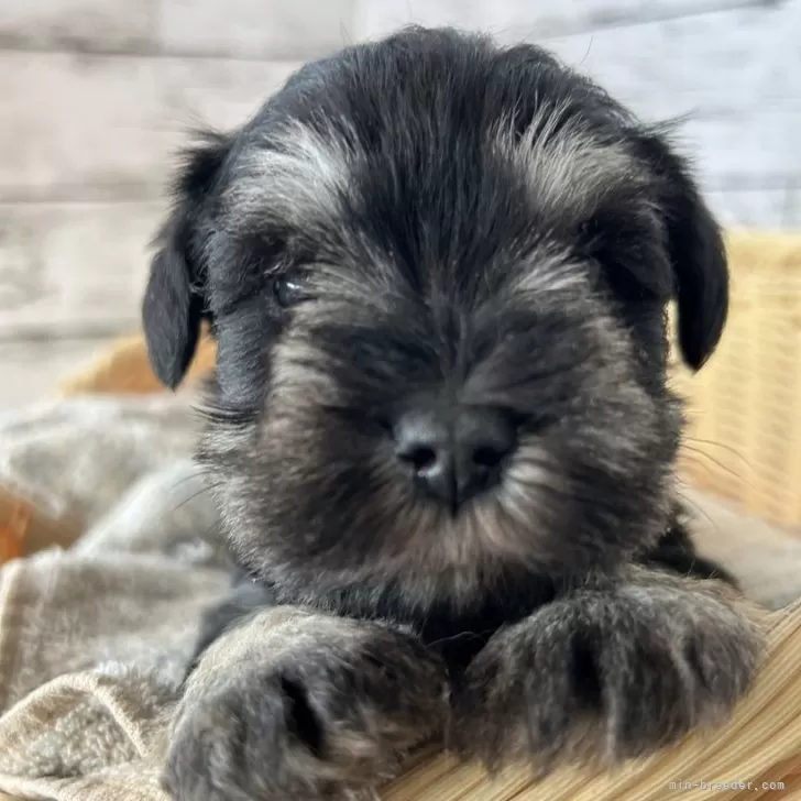 マダム 様のお迎えした子犬