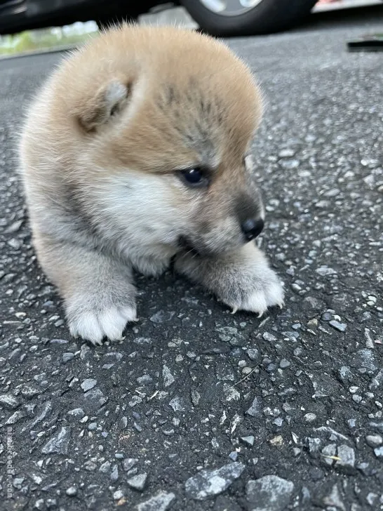 ID：2110-01070の子犬