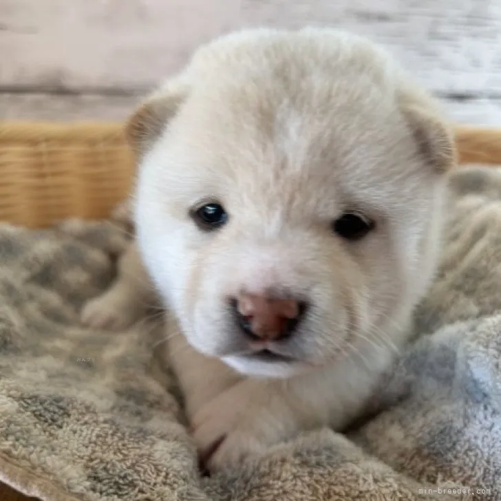 ID：2312-00393の子犬