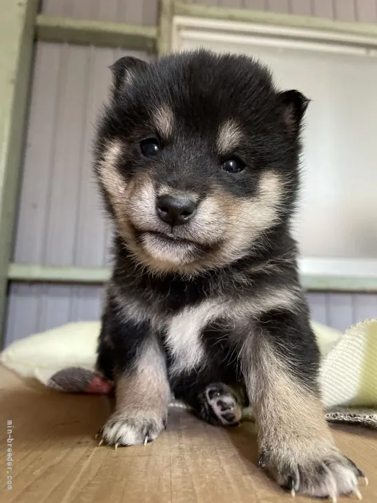 ID：2112-02312の子犬