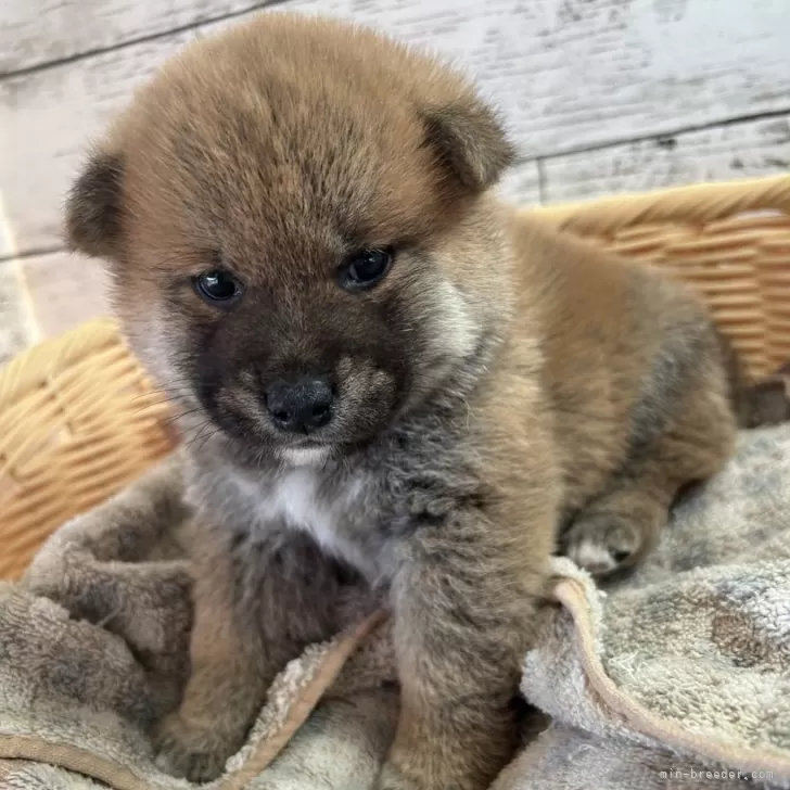 ID：2312-05221の子犬