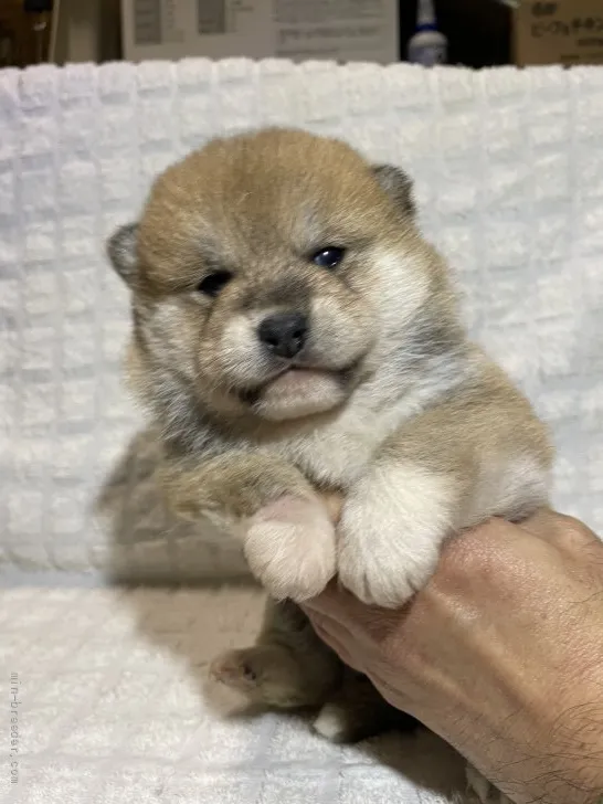 ID：2112-03057の子犬