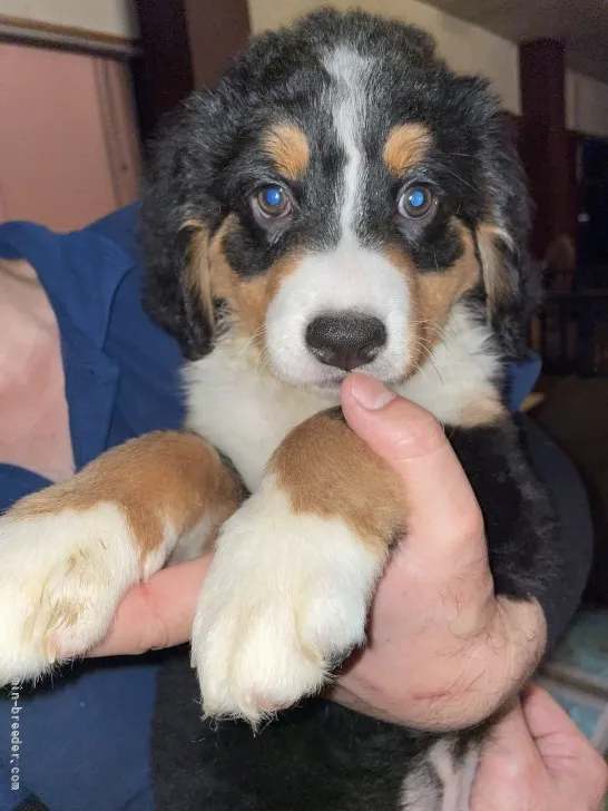ID:2204-03035の子犬