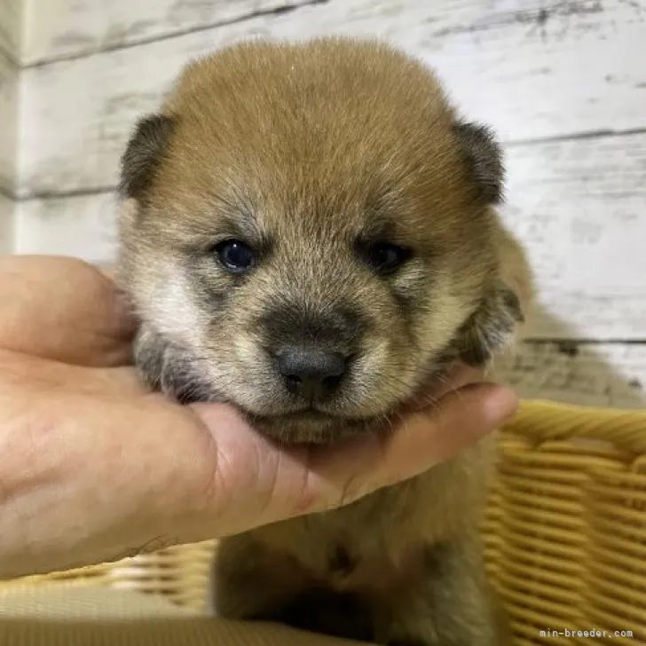 ID：2208-03277の子犬