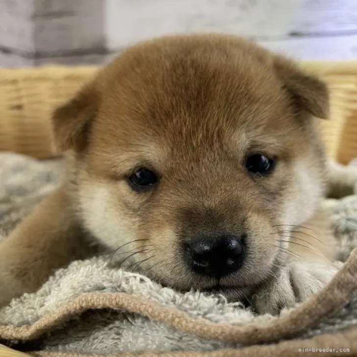 ID:2211-02101の子犬