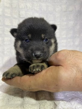 柴犬(標準サイズ)【静岡県・男の子・2021年11月15日・黒】の写真「小さめの男の子！」