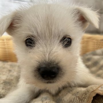 ミックス(柴犬×ミニチュアシュナウザー)【静岡県・女の子・2024年1月31日・白】の写真「可愛い女の子！」