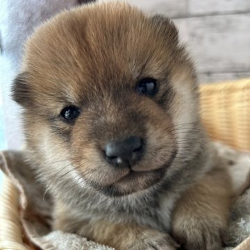 柴犬(標準サイズ)【静岡県・女の子・2024年1月7日・赤】の写真「愛らしい顔立ちの女の子！」