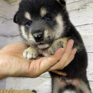 柴犬(標準サイズ)【静岡県・男の子・2022年5月25日・黒】の写真「色がキレイなイケメン！」