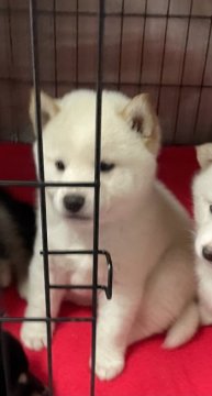 柴犬(標準サイズ)【静岡県・男の子・2021年11月22日・白】の写真「優しいイケメン♪」