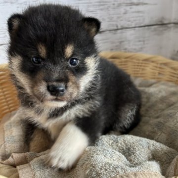 柴犬(標準サイズ)【静岡県・男の子・2024年2月18日・黒】の写真「凛々しい顔立ちの男の子！」