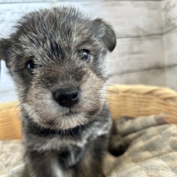 ミックス(柴犬×ミニチュアシュナウザー)【静岡県・女の子・2024年1月31日・グレー】の写真「可愛い女の子！」